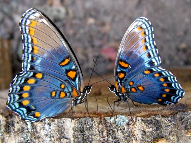 Все о бабочках в Вологде | ЗооТом портал о животных