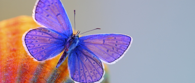 Все о бабочках в Вологде | ЗооТом портал о животных
