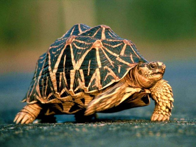 Все о черепахах в Вологде | ЗооТом портал о животных