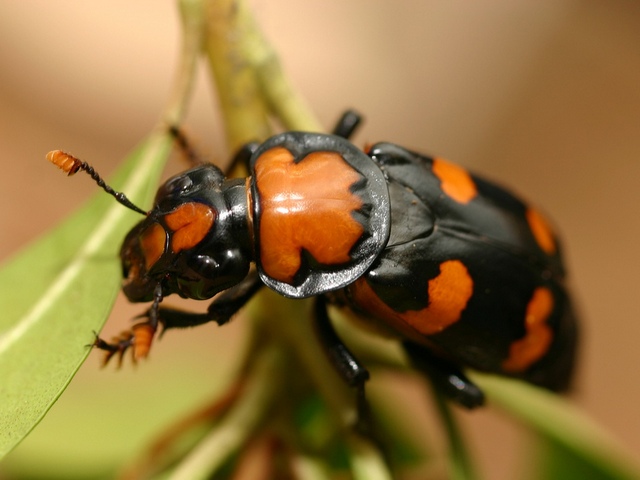 Все о жуках в Вологде | ЗооТом портал о животных