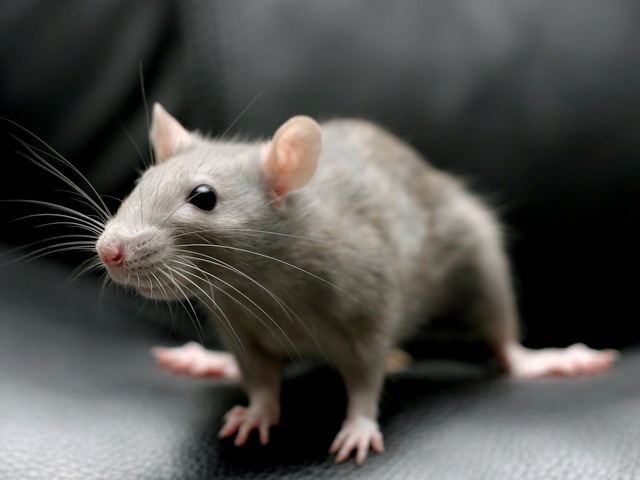 Все о крысах в Вологде | ЗооТом портал о животных