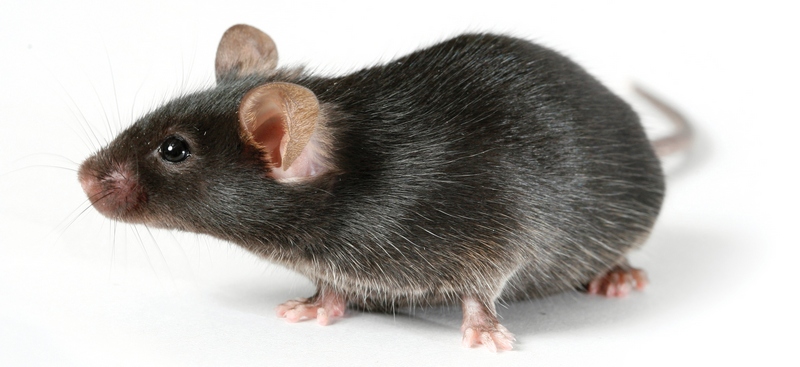 Все о крысах в Вологде | ЗооТом портал о животных