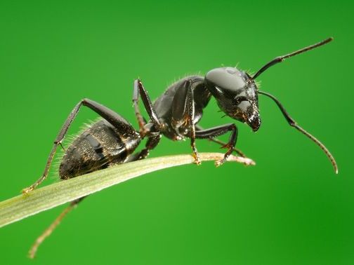 Все о муравьях в Вологде | ЗооТом портал о животных