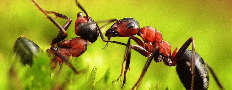 Все о муравьях в Вологде | ЗооТом портал о животных