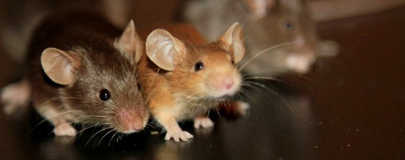 Все о мышах в Вологде | ЗооТом - продажа, вязка и услуги для животных в Вологде