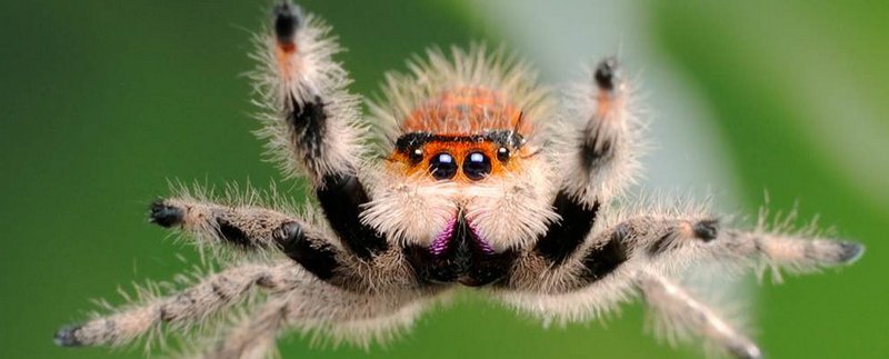 Все о пауках в Вологде | ЗооТом портал о животных