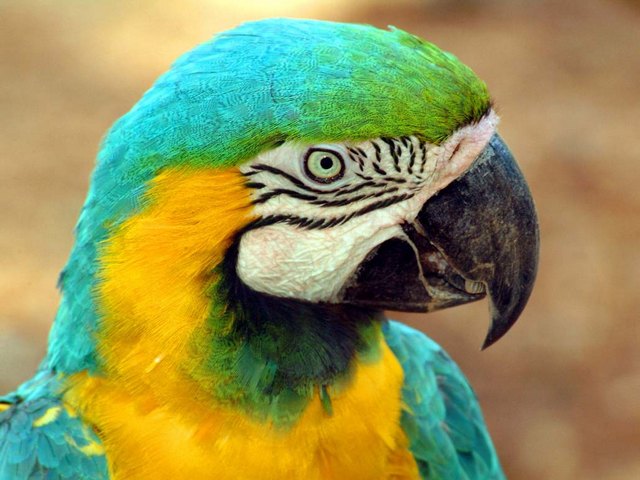 Все о попугаях в Вологде | ЗооТом портал о животных