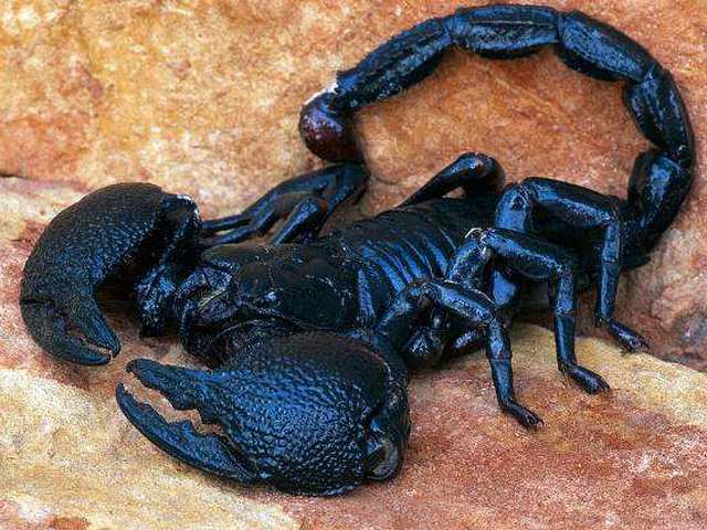 Все о скорпионах в Вологде | ЗооТом портал о животных