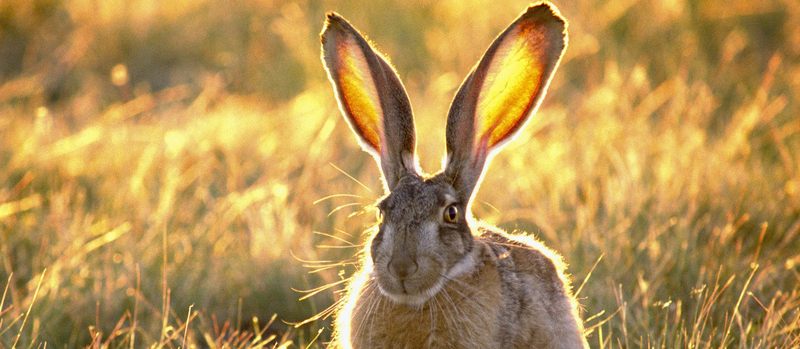 Все о зайцах | ЗооТом - продажа, вязка и услуги для животных в Вологде
