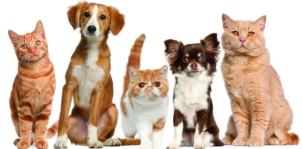 Доска объявлений о животных | ЗооТом - продажа, вязка и услуги для животных в Вологде