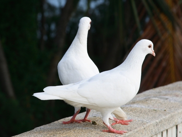 Все о голубях | ЗооТом - продажа, вязка и услуги для животных в Вологде