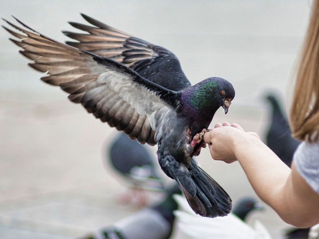 Все о голубях | ЗооТом - продажа, вязка и услуги для животных в Вологде