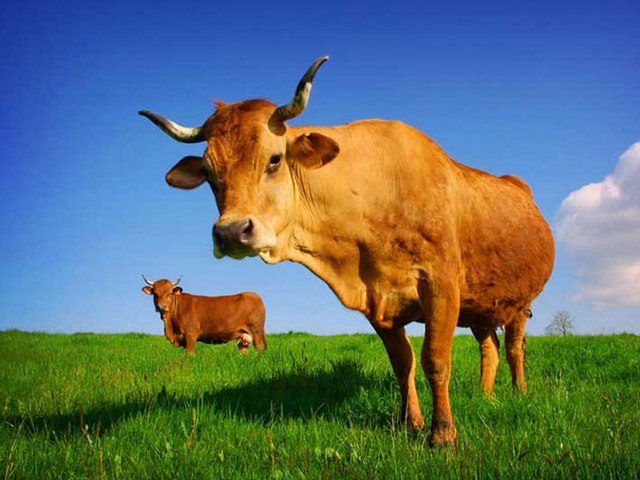 Все о коровах в Вологде | ЗооТом портал о животных