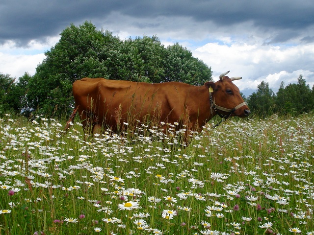 Все о коровах в Вологде | ЗооТом портал о животных