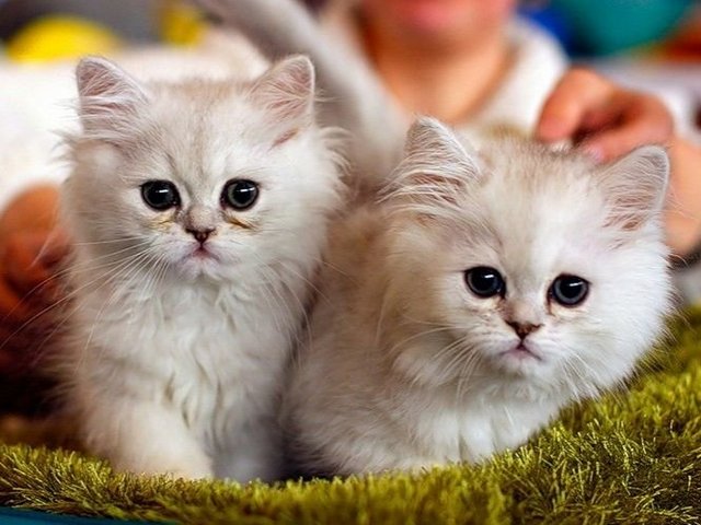 Породы кошек в Вологде | ЗооТом портал о животных