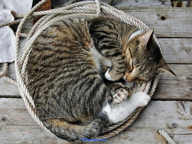 Все о кошках в Вологде | ЗооТом портал о животных