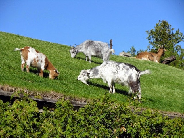 Все о козах в Вологде | ЗооТом портал о животных