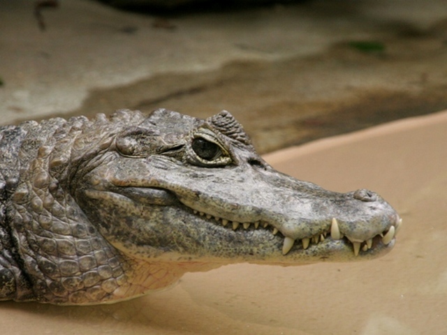 Все о крокодилах в Вологде | ЗооТом портал о животных