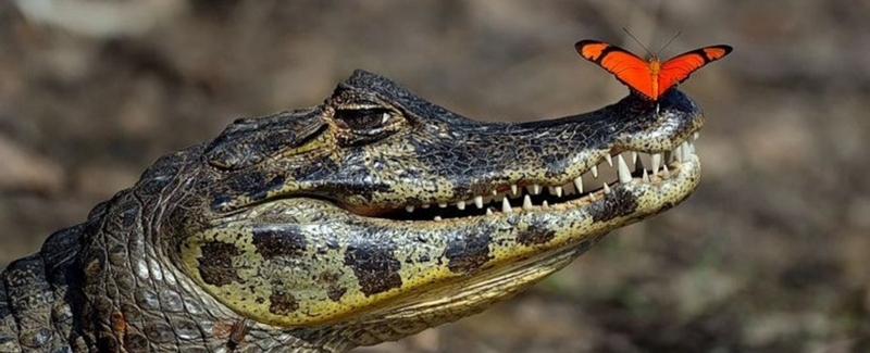 Все о крокодилах в Вологде | ЗооТом портал о животных