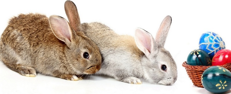 Все о кроликах в Вологде | ЗооТом портал о животных