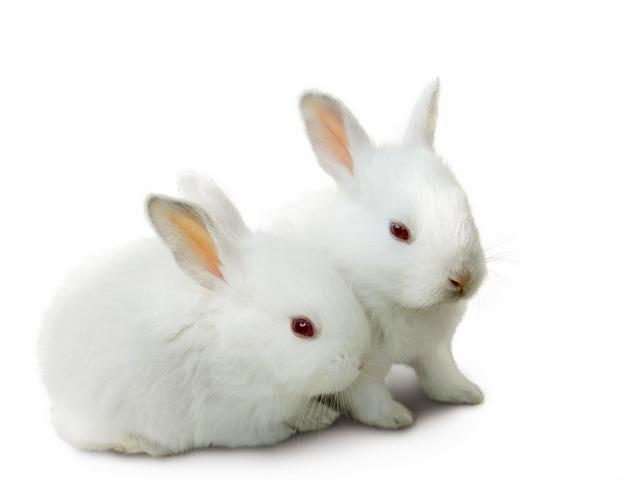 Все о кроликах в Вологде | ЗооТом портал о животных