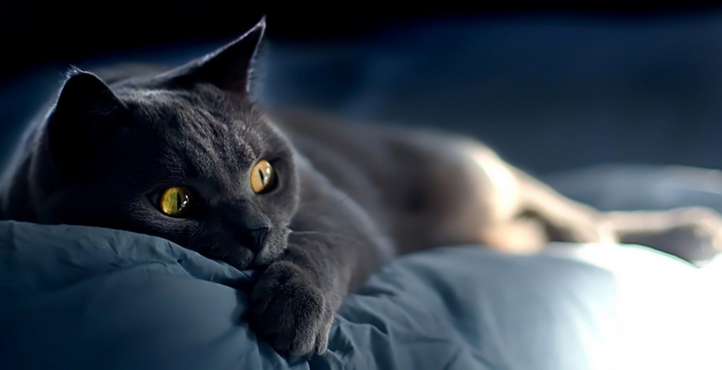 Объявления о кошках | ЗооТом - продажа, вязка и услуги для животных в Вологде