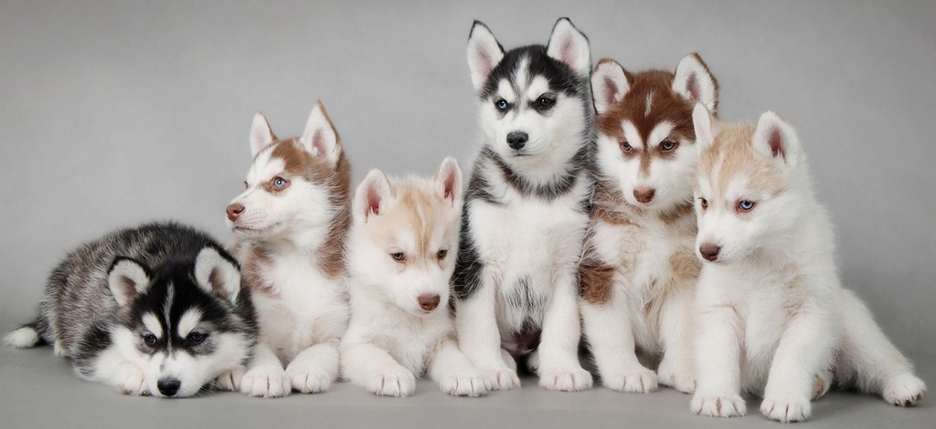 Объявления о собаках | ЗооТом - продажа, вязка и услуги для животных в Вологде