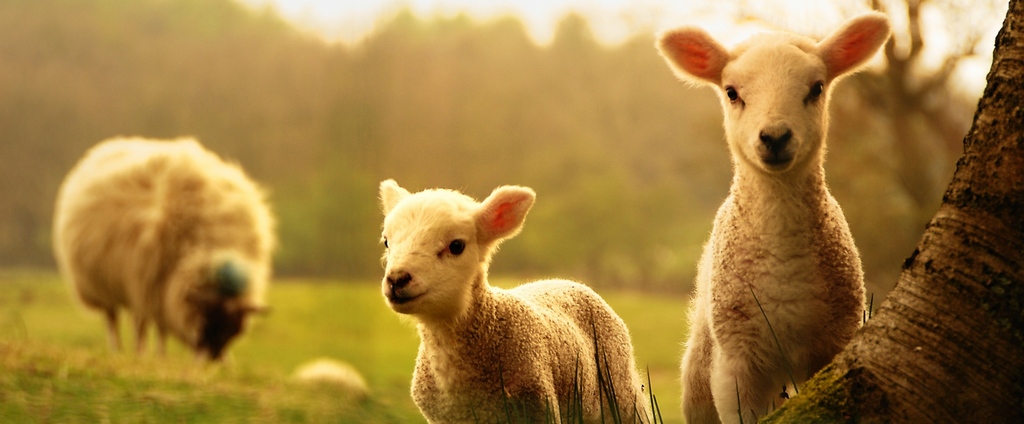 Объявления о сельскохозяйственных животных | ЗооТом - продажа, вязка и услуги для животных в Вологде