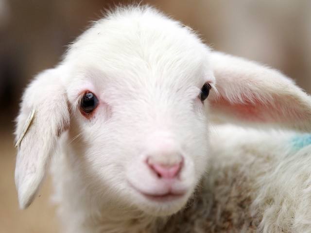 Овцы и бараны в Вологде | ЗооТом портал о животных