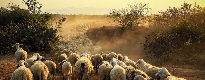 Все об овцах в Вологде | ЗооТом портал о животных