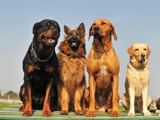 Крупные породы собак в Вологде | ЗооТом портал о животных