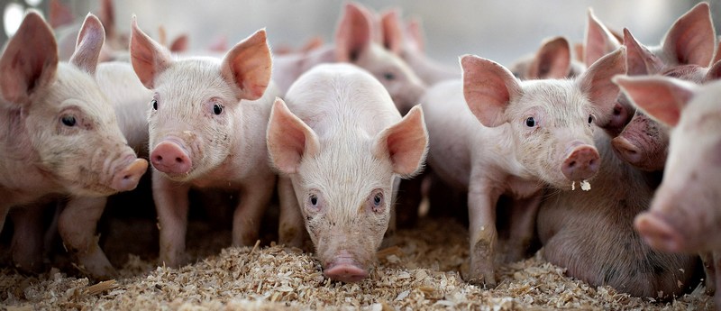 Все о свиньях в Вологде | ЗооТом портал о животных